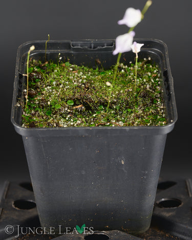 Utricularia pubescens