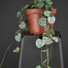 Ceropegia woodii