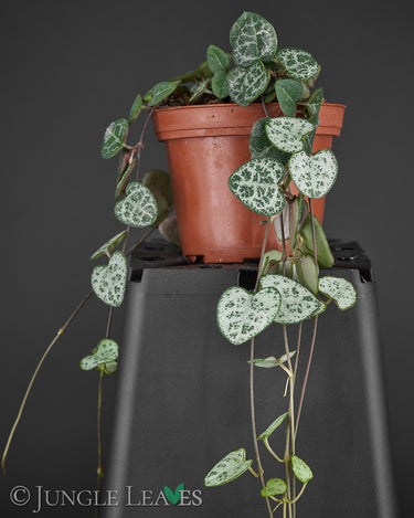 Ceropegia woodii