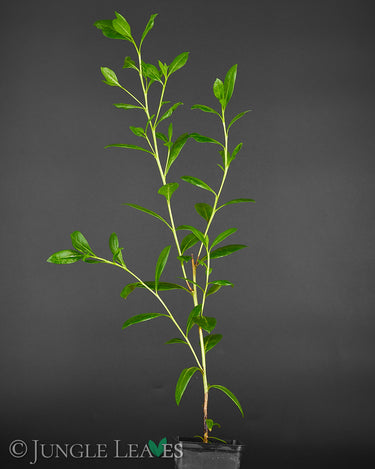 Conocarpus erectus