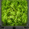 Sphagnum cristatum