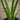 Alocasia zebrina