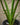 Alocasia zebrina