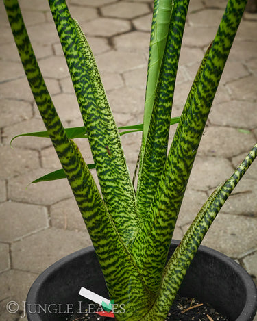 Alocasia zebrina