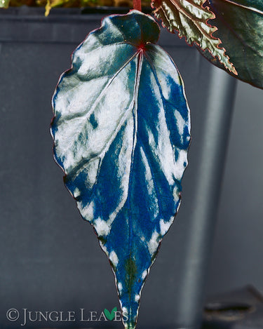 Begonia sp. 'Temuyuk'