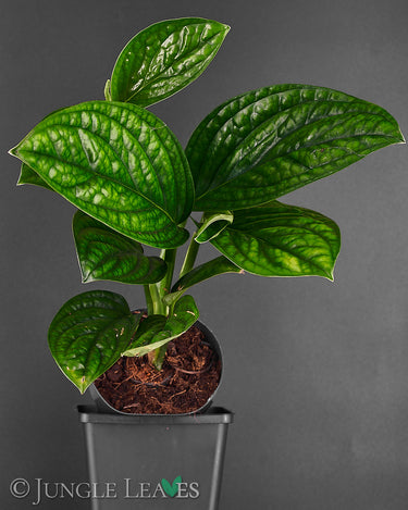 Monstera sp. ‚Peru‘ (Monstera Karstenianum)