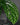 Monstera sp. ‚Peru‘ (Monstera Karstenianum)