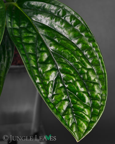 Monstera sp. ‚Peru‘ (Monstera Karstenianum)