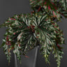 Begonia serratipetala