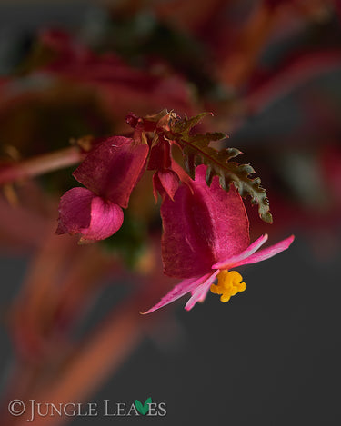 Begonia serratipetala