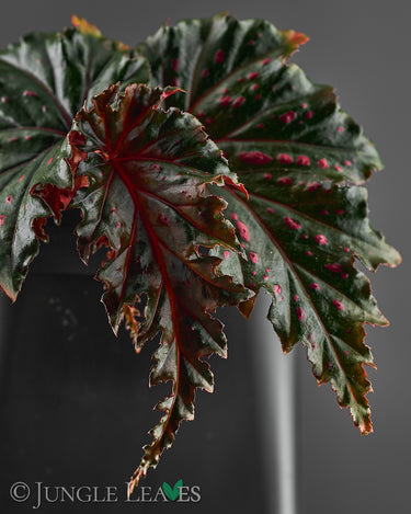 Begonia serratipetala