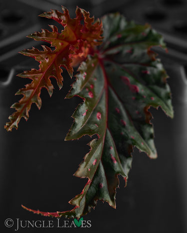 Begonia serratipetala