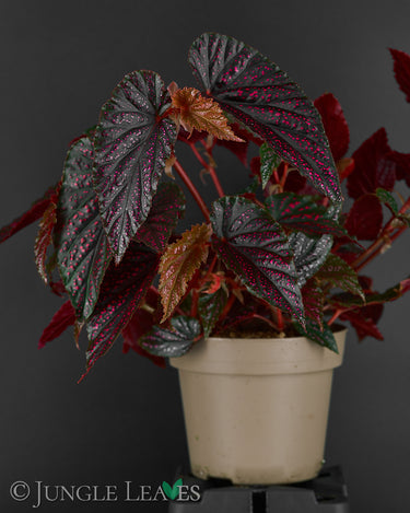Begonia ⨯ Benigo 'Pink Polka Dot'