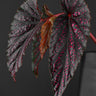 Begonia ⨯ Benigo 'Pink Polka Dot'