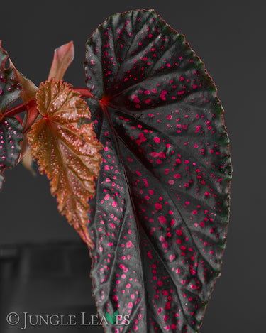 Begonia ⨯ Benigo 'Pink Polka Dot'