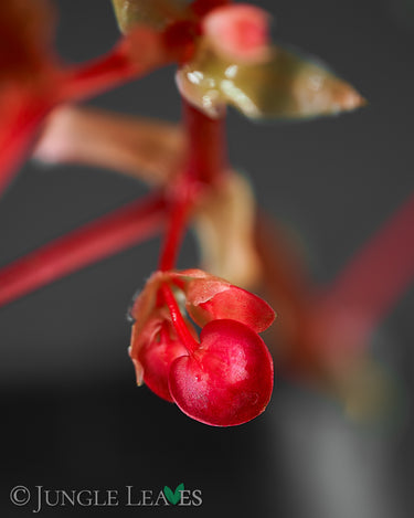 Begonia ⨯ Benigo 'Pink Polka Dot'