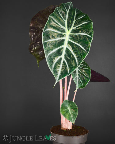 Alocasia baginda ‚Pink Dragon‘