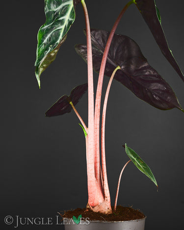 Alocasia baginda ‚Pink Dragon‘