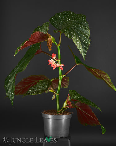 Begonia 'Lucerna'