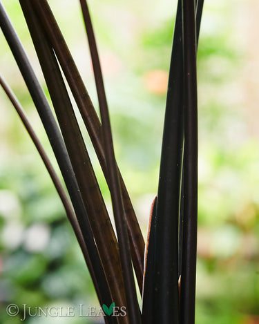 Alocasia zebrina 'Black Stem'