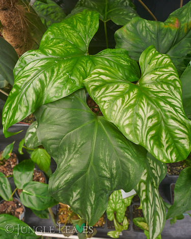 Cercestis mirabilis