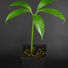 Amorphophallus titanum