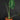 Alocasia suhirmaniana