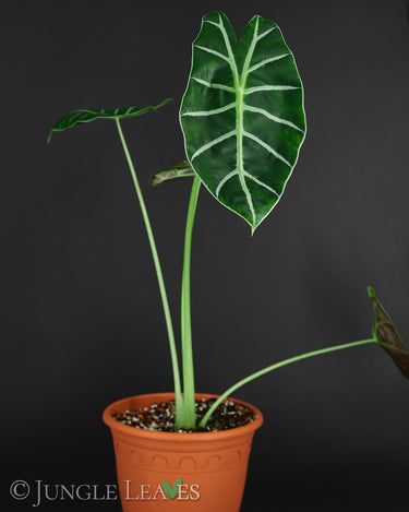 Alocasia suhirmaniana