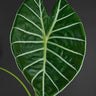 Alocasia suhirmaniana