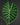 Alocasia suhirmaniana