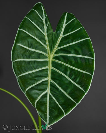 Alocasia suhirmaniana