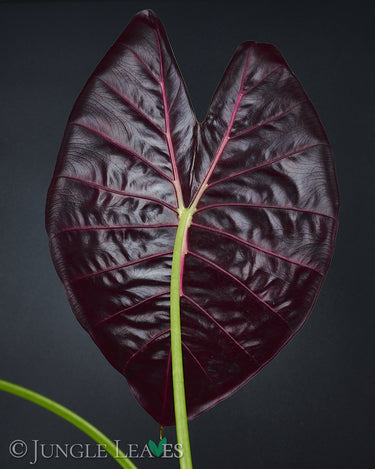 Alocasia suhirmaniana, Blattunterseite und Blattstiel