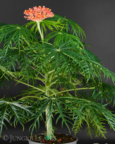 Jatropha multifida