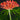 Jatropha multifida