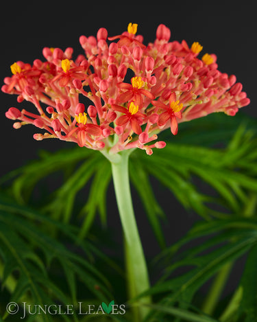 Jatropha multifida
