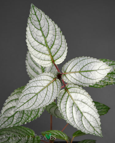 Strobilanthes alternata