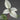 Strobilanthes alternata