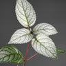 Strobilanthes alternata
