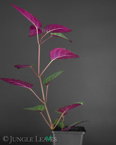 Strobilanthes alternata