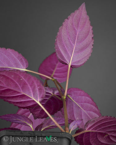 Strobilanthes alternata (Noppenblatt - Syn. Hemigraphis alternata)