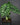 Alocasia baginda 'Dragon Scale'
