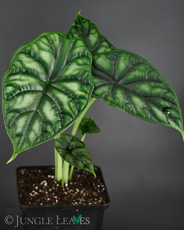 Alocasia baginda 'Dragon Scale'