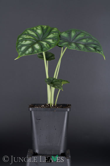 Alocasia baginda 'Dragon Scale'