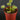 Drosera prolifera