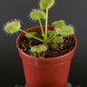 Drosera prolifera