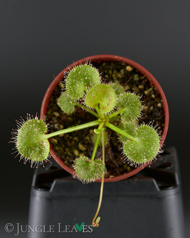 Drosera prolifera