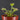 Drosera prolifera