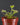 Drosera prolifera