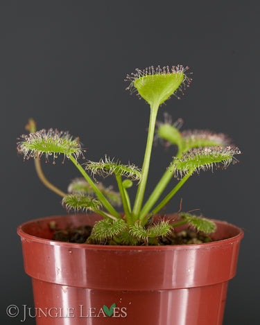 Drosera prolifera
