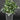 Pilea cadierei